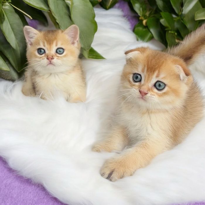 Хлопчики та дівчатка 1, 5 місяці шотландці