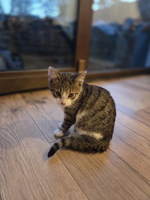 Kotki szukają rodziny