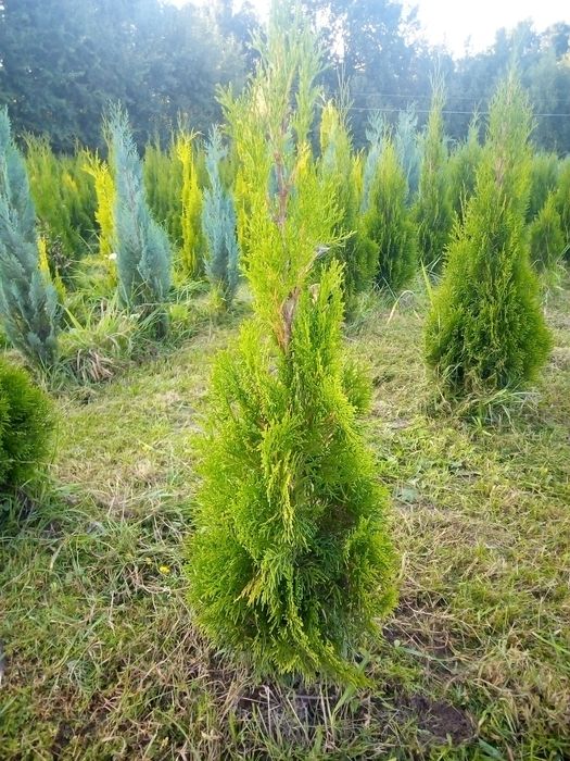 Tuje/Thuja/Tuja Szmaragd