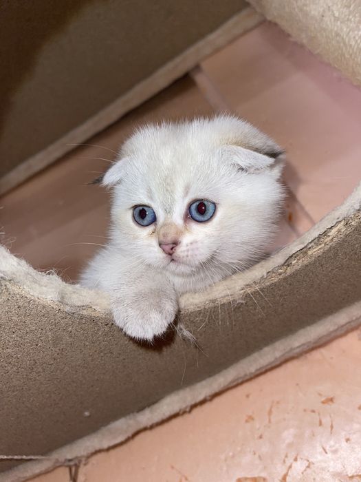 Серебриста шиншила срібна шиншила золота шиншила колор понт готобе