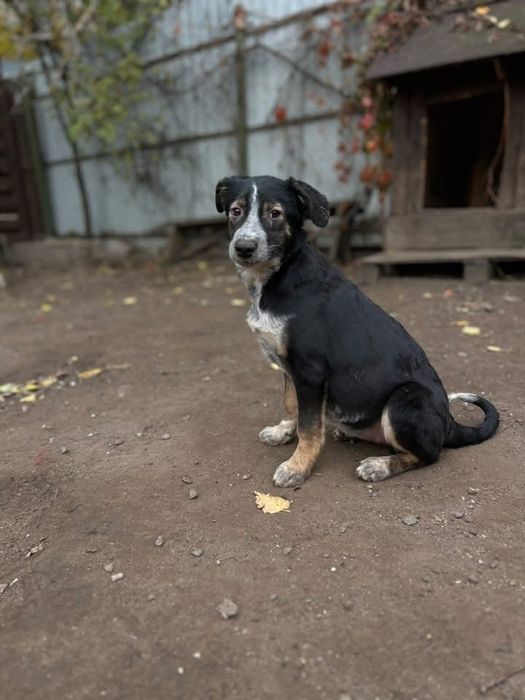 Ирма отдам в семью