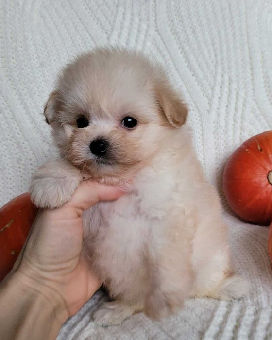Наче іграшковий ведмедик) Дизайнерська mini pomapoo дівчинка з Києва