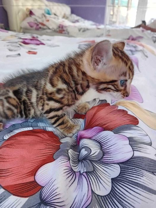 Kocurek rasy Bengalskiej