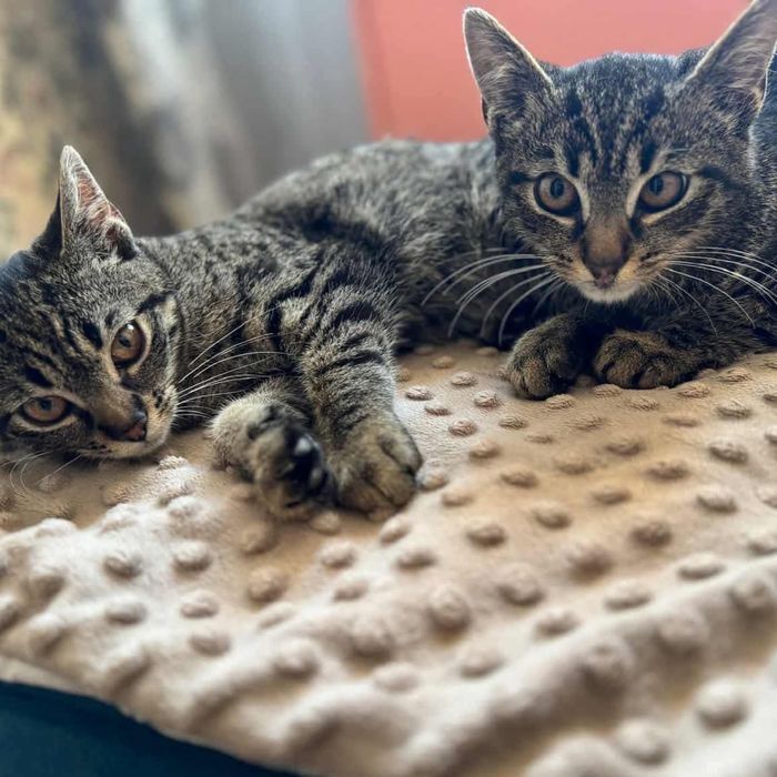 Shrek i Fiona. Cudowny dwupak do adopcji