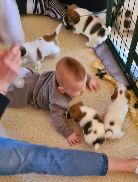 Jack Russel Terrier gładkowłosy samczyk Herbu Harpagan since 2007