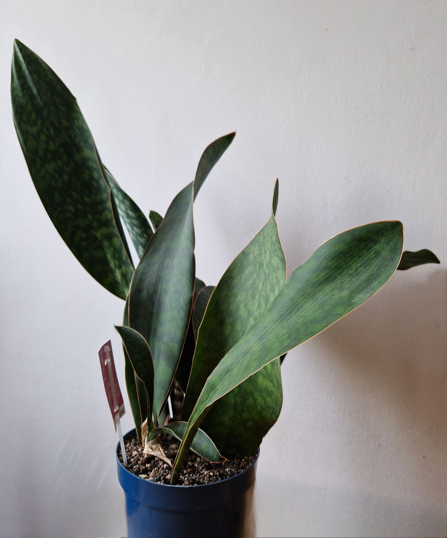 Sansewieria sansevieria kwiat doniczkowy