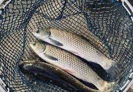 amur kroczek 2 na kilogram