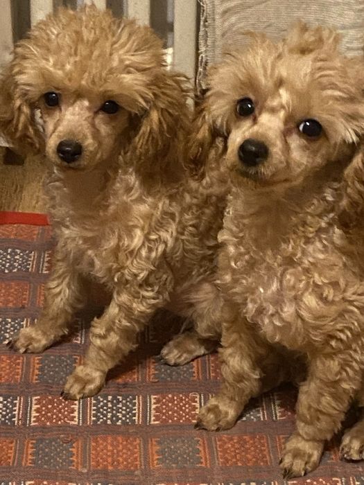 Девочка корликового пуделя,тоечка,ищет себе любящих родителей,