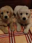 Golden Retriever suczka