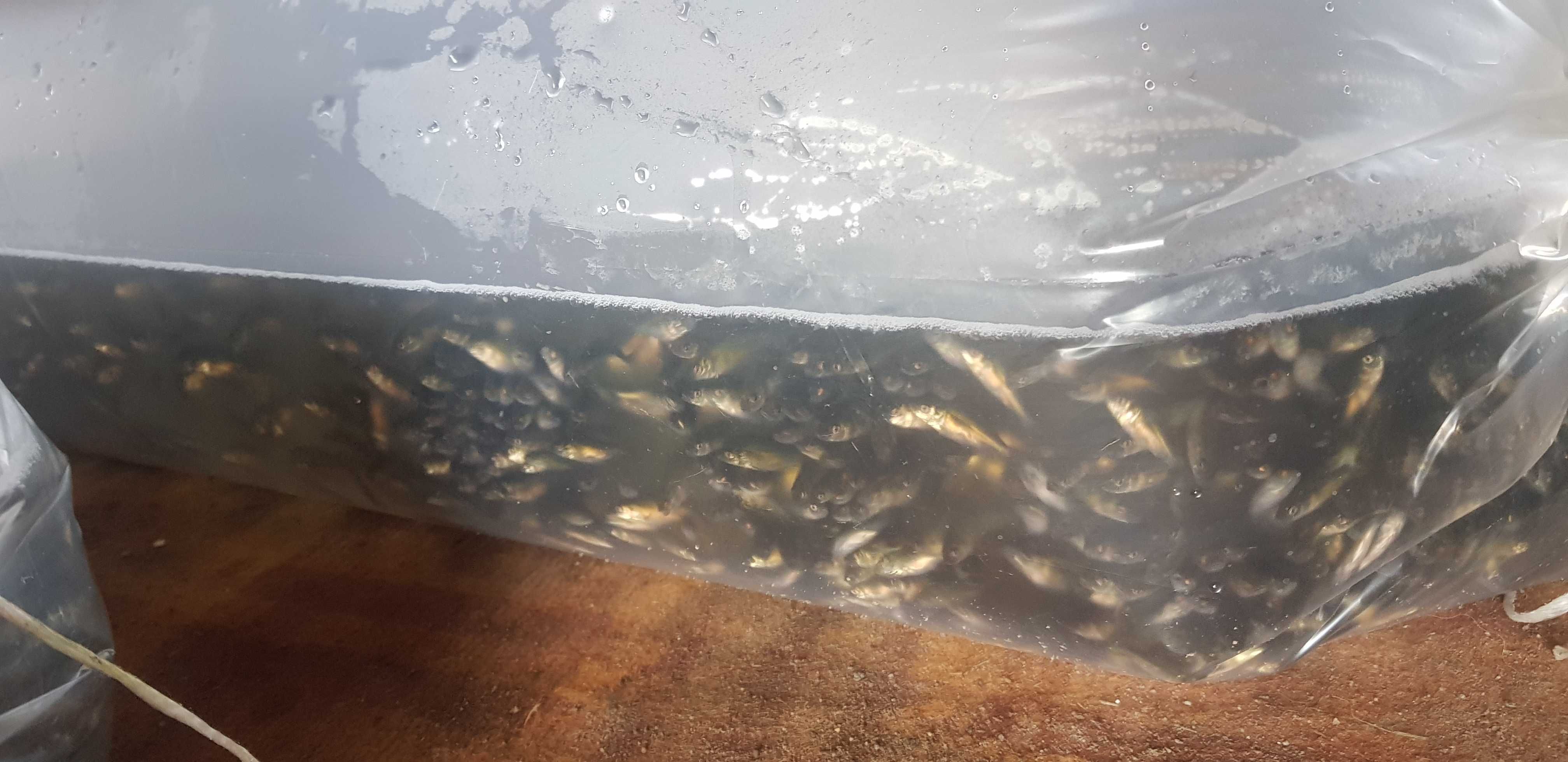 Karp Narybek Kroczek Karpia Lipcówka 12gr.