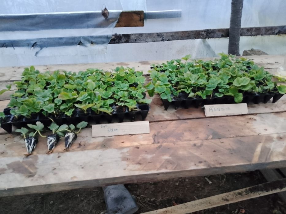 Розсада полуниці