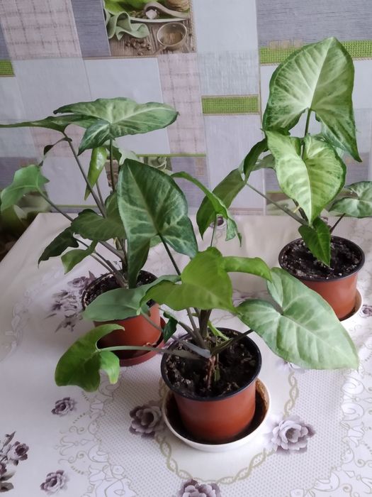 Вазон ,, сингоніум''.