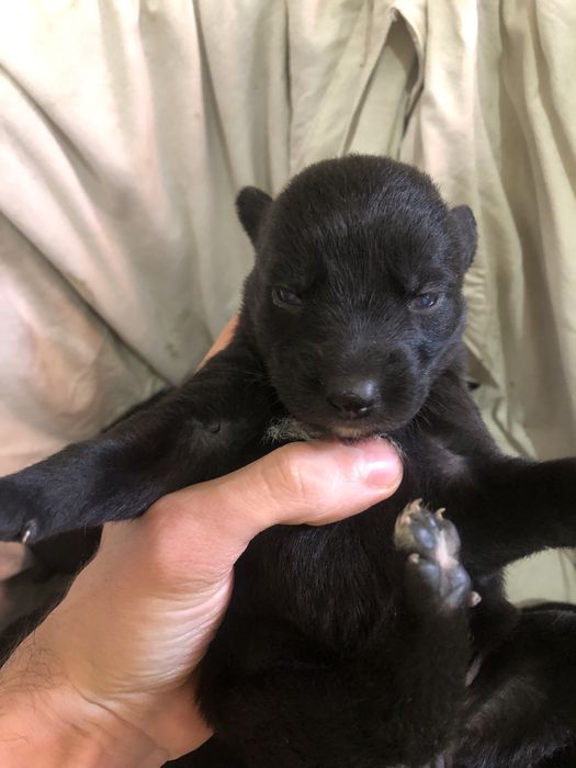 Отдадим щенят (Помесь)