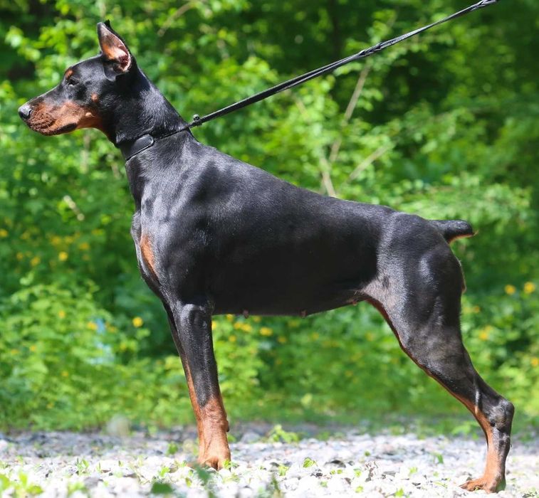 Цуценят Доберман