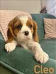 Suczka Cleo cavalier king charles spaniel RODOWÓD