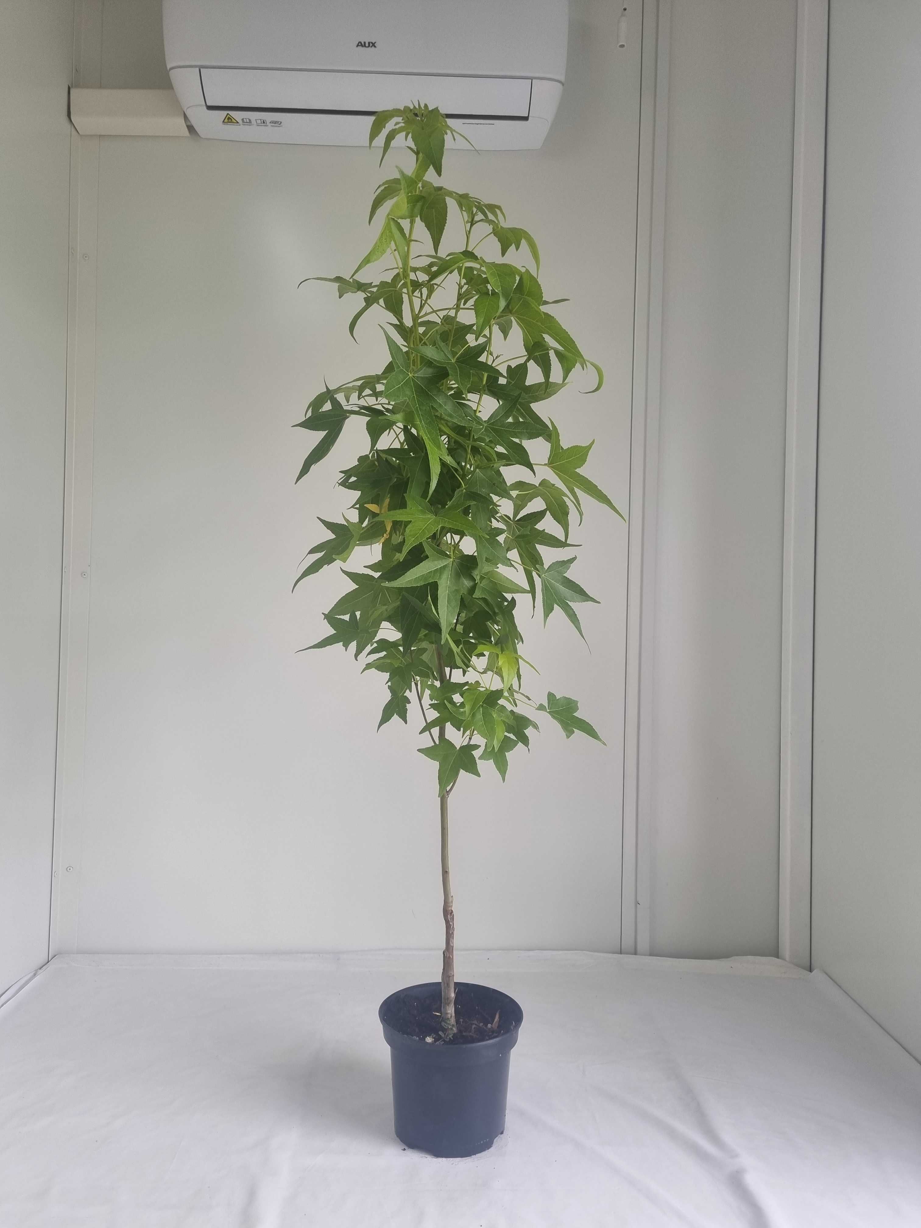 Ambrowiec Kolumnowy – Drzewo o Jesiennych Barwach, Wys. 130 cm 3L