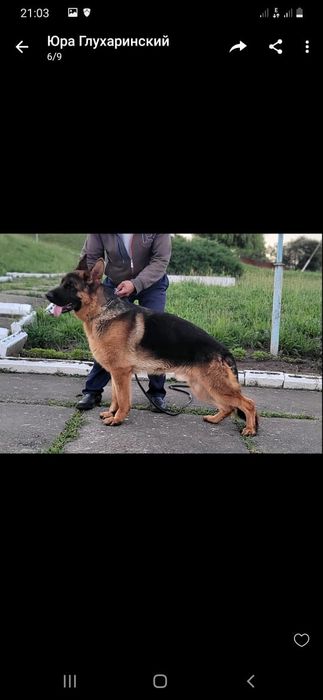 Немецкие щеночки