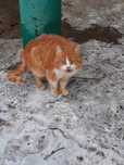Отдам рыже-белого кота , 4 года