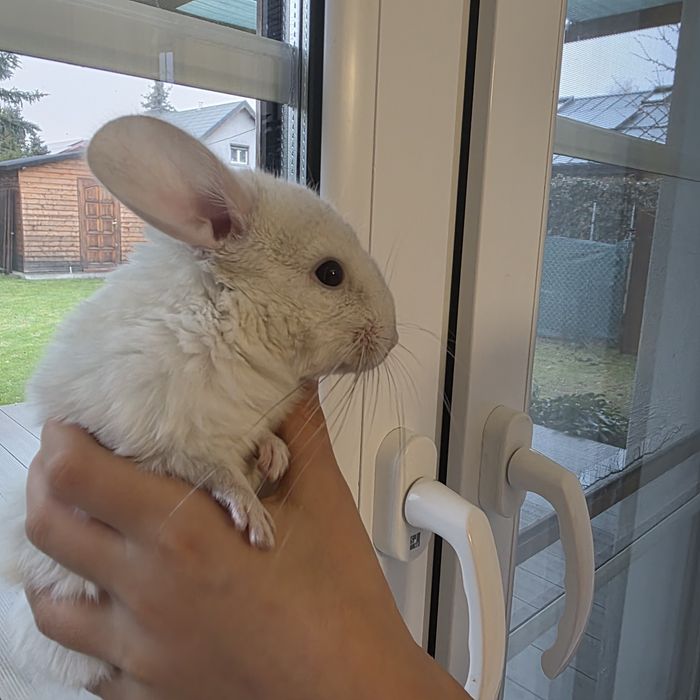 Sprzedam szynszyla białą samiczkę