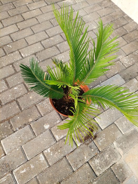 Plameira Cyca em vaso