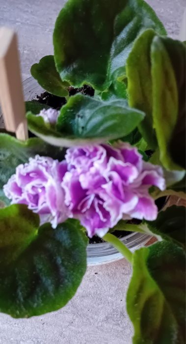 Listki fiołka afrykanskiego