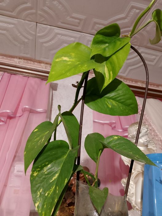 Епіпремнум золотистий