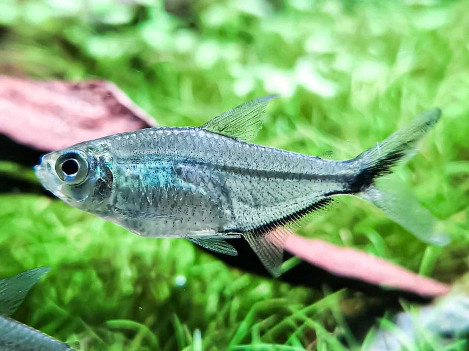 Moenkhausia costae - costae tetra
