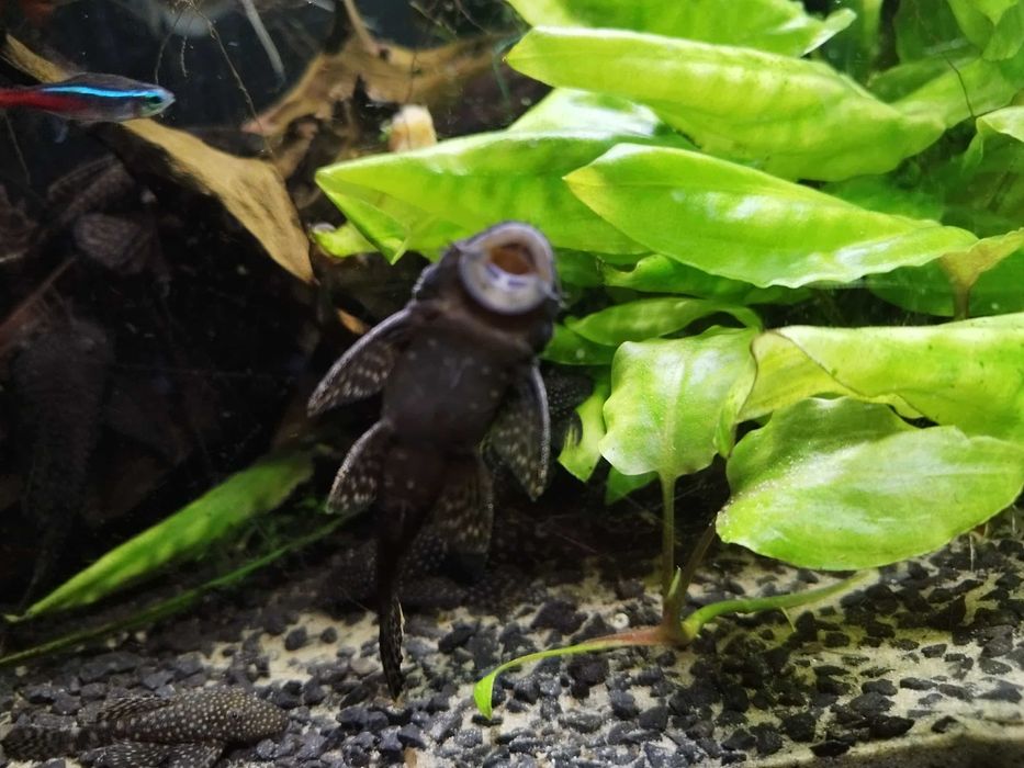 Do sprzedaży pielęgnice Cuttera i zbrojniki