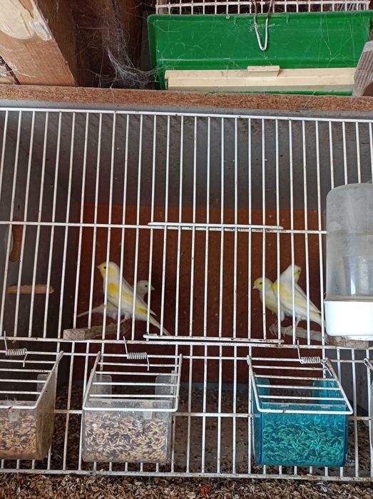 Vendo canários mosaico amarelo