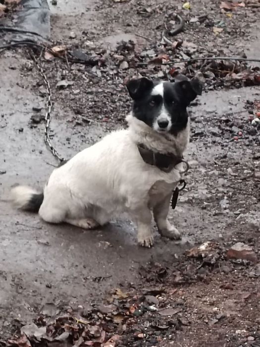 Отдаем добрых звоночков породы Друг СРОЧНО