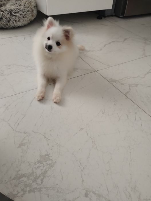 Szpic miniaturowy piesek