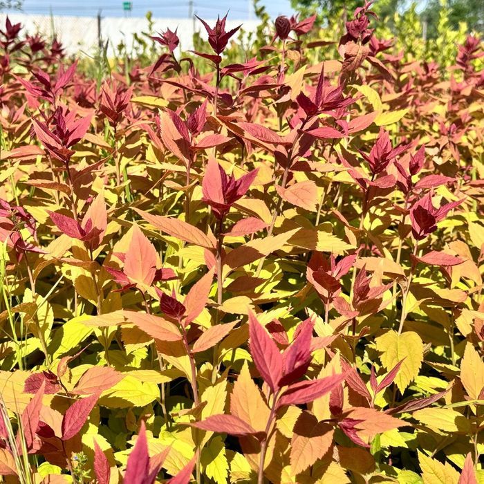 Tawuła japońska 'Macrophylla' (Spiraea japonica) Doniczka 2.0L