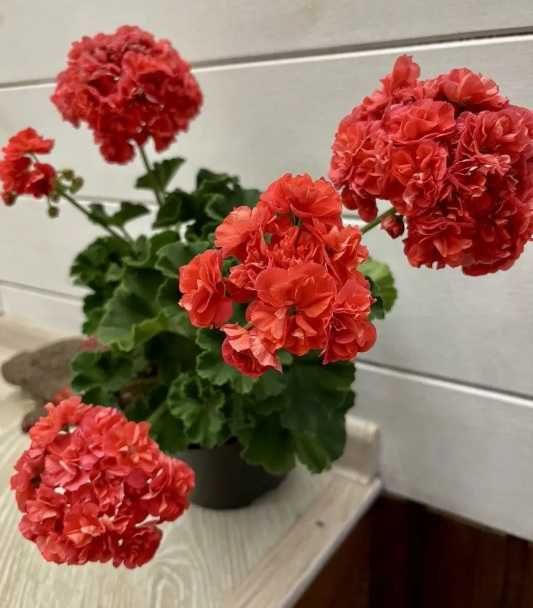 Пеларгония розебудная