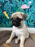 Mops  Rodowód mops