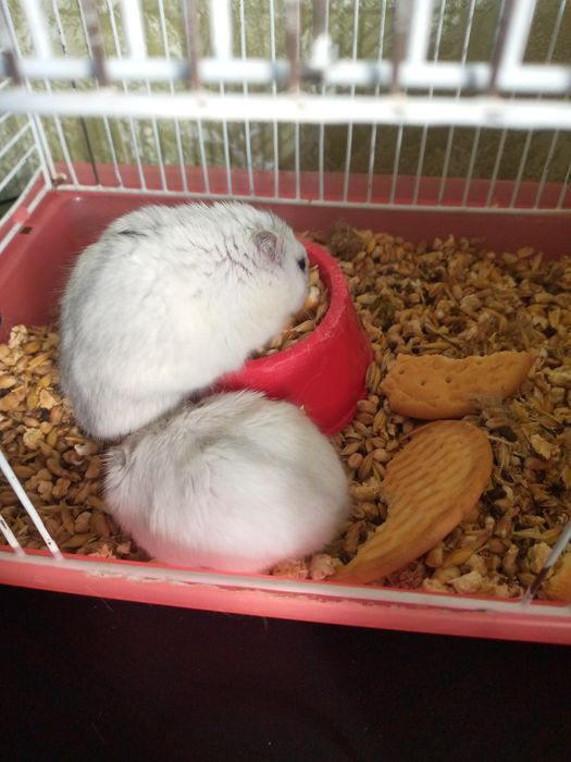 Джунгарский хомяк