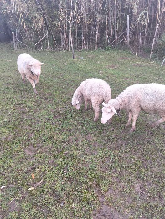 Borregos criados em pasto