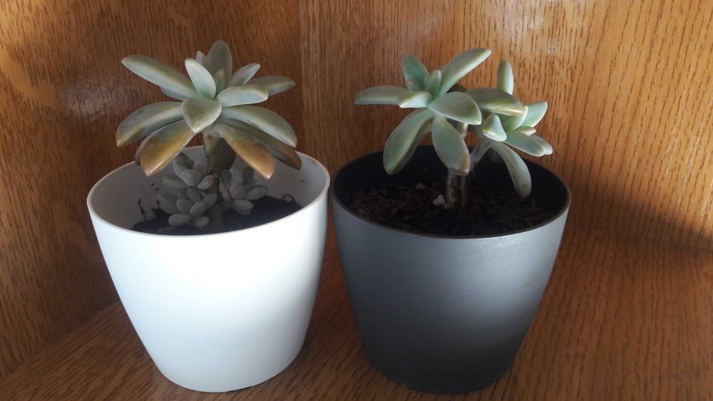 Suculentas de dois tipos