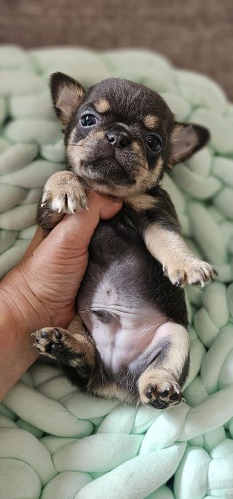 Chihuahua krótkowłosy blue tan