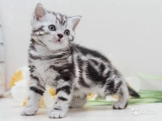 Наші кошенята самі найкрасивіші табби мрамор віскас британчики еліт
