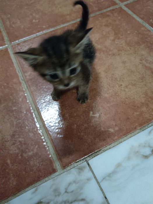 Dou gatinhos, duas fêmeas