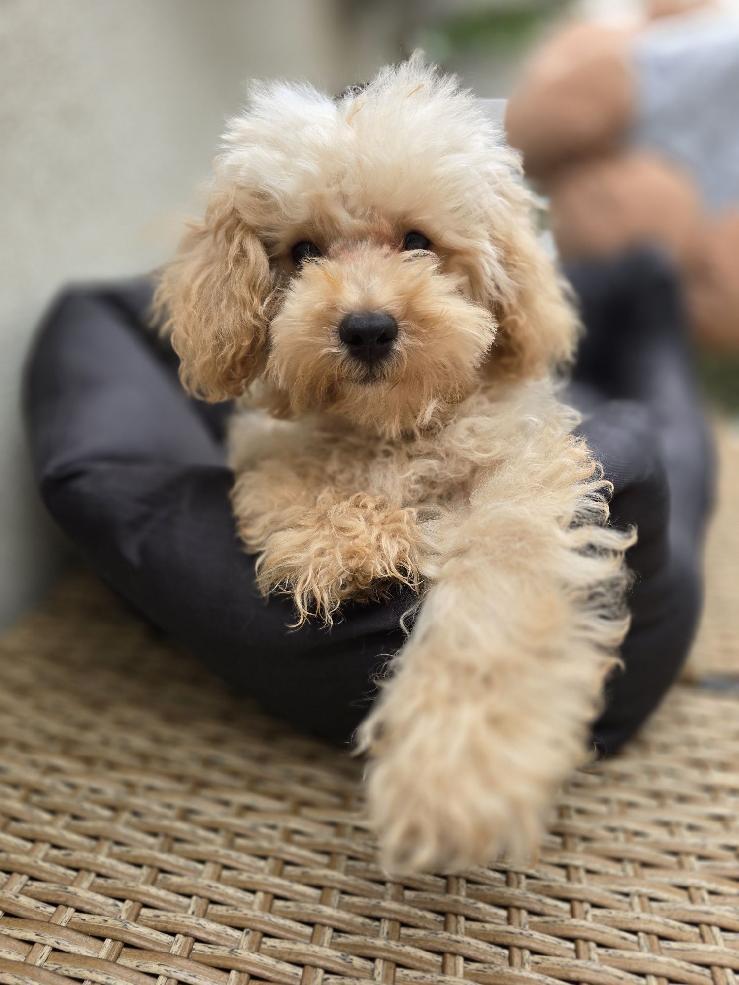Maltipoo / chłopczyk