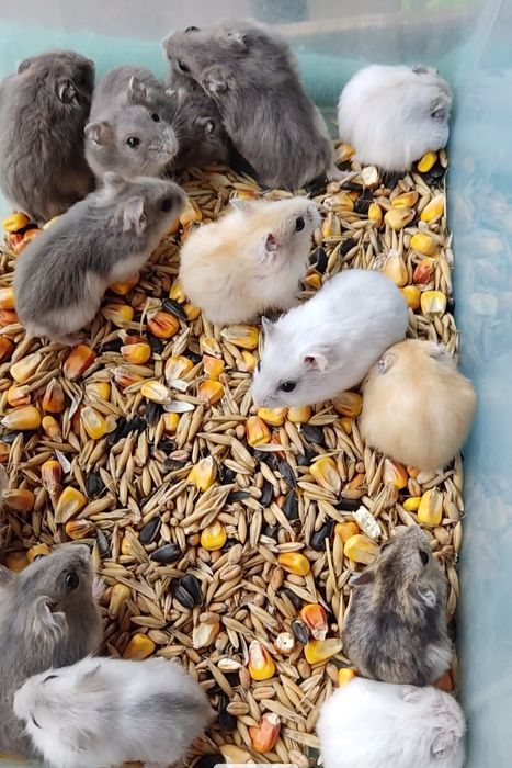 Карликові хом'ячки джунгарики