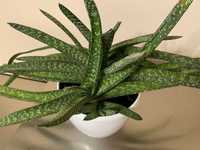 Gasteria Exelca, Гастерия суккулент