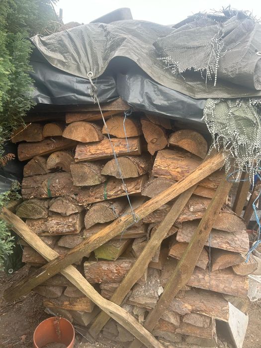 Drzewo Szczepane sosna