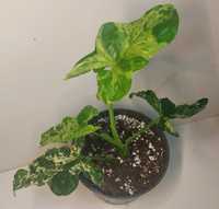 Syngonium mohito