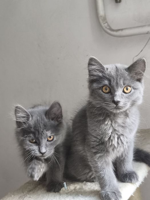 Кошенята в добрі руки, котик і киця