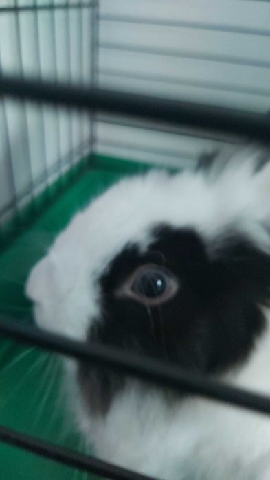 Królik miniaturka samiec wykastrowany