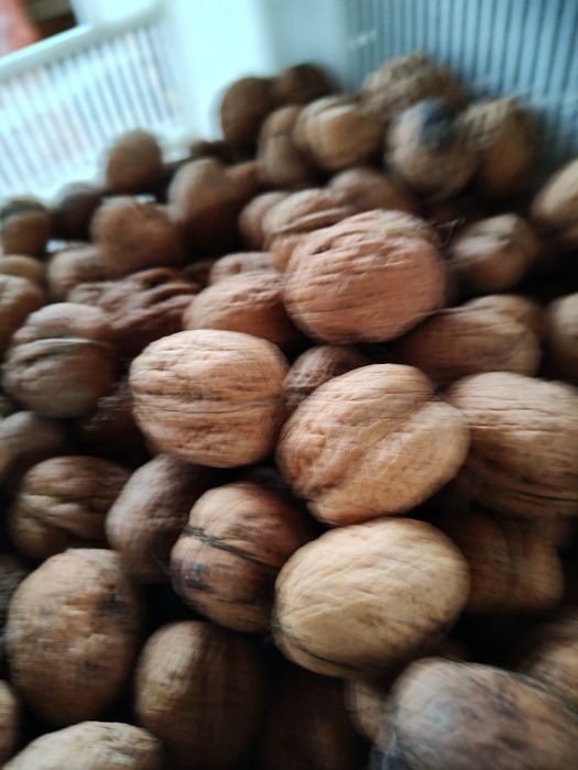 Sprzedam orzechy włoskie jacki