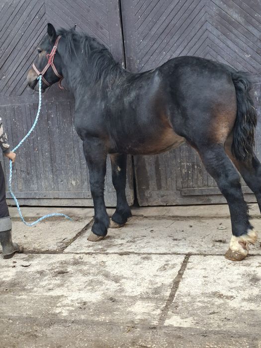 Sprzedam konia zimnokrwisty