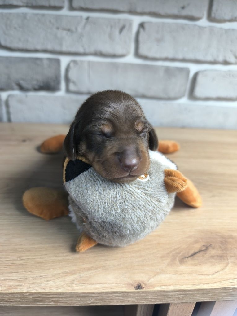Jamnik miniaturowy krótkowłosy PIESEK choco czekoladowy ZIELONY